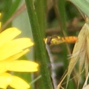 Simosyrphus grandicornis at Yarralumla Grassland (YGW) - 25 Jan 2024