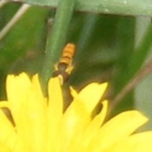 Simosyrphus grandicornis at Yarralumla Grassland (YGW) - 25 Jan 2024