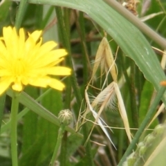 Simosyrphus grandicornis at Yarralumla Grassland (YGW) - 25 Jan 2024