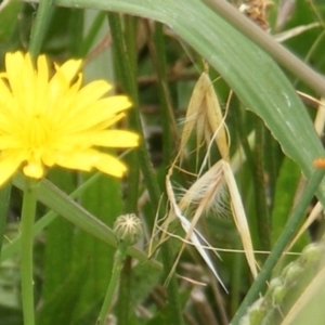 Simosyrphus grandicornis at Yarralumla Grassland (YGW) - 25 Jan 2024