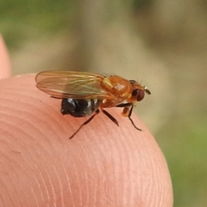 Rhagadolyra magnicornis at Lions Youth Haven - Westwood Farm A.C.T. - 25 Jan 2024