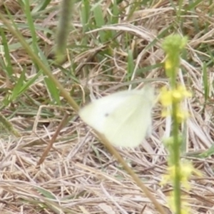 Pieris rapae at Yarralumla Grassland (YGW) - 25 Jan 2024 01:43 PM