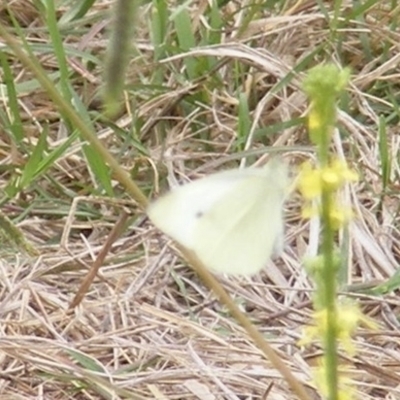 Pieris rapae (Cabbage White) at Black Street Grasslands to Stirling Ridge - 25 Jan 2024 by MichaelMulvaney