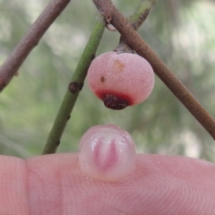 Amyema cambagei (Sheoak Mistletoe) at Lions Youth Haven - Westwood Farm A.C.T. - 25 Jan 2024 by HelenCross