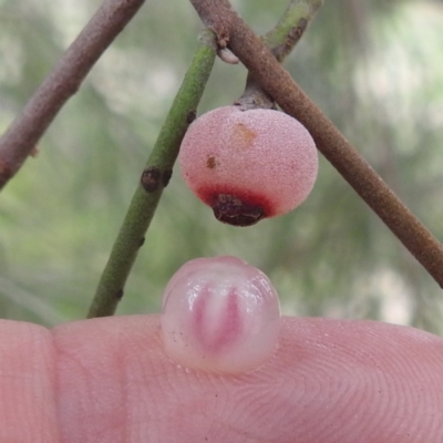 Amyema cambagei (Sheoak Mistletoe) at Lions Youth Haven - Westwood Farm A.C.T. - 25 Jan 2024 by HelenCross