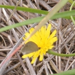 Zizina otis (Common Grass-Blue) at Black Street Grasslands to Stirling Ridge - 25 Jan 2024 by MichaelMulvaney