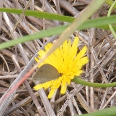 Zizina otis (Common Grass-Blue) at Yarralumla Grassland (YGW) - 25 Jan 2024 by MichaelMulvaney