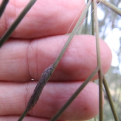 Leptoceridae sp. (family) (Long-horned caddisfly) at Kambah, ACT - 25 Jan 2024 by HelenCross