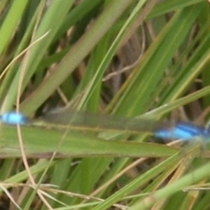 Ischnura heterosticta at Yarralumla Grassland (YGW) - 25 Jan 2024