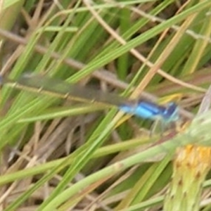 Ischnura heterosticta at Yarralumla Grassland (YGW) - 25 Jan 2024