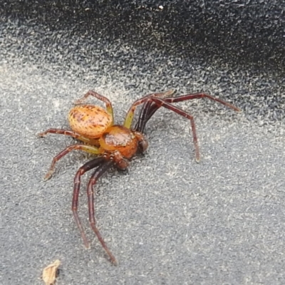 Australomisidia ergandros (A crab or flower spider) at Lions Youth Haven - Westwood Farm A.C.T. - 25 Jan 2024 by HelenCross