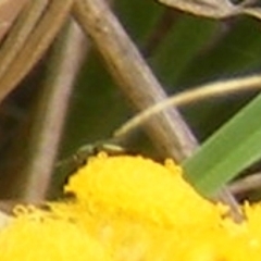 Diptera (order) (Fly - Unidentified) at Black Street Grasslands to Stirling Ridge - 25 Jan 2024 by MichaelMulvaney