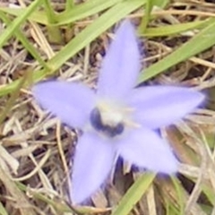 Apiformes (informal group) (Unidentified bee) at Yarralumla Grassland (YGW) - 25 Jan 2024 by MichaelMulvaney