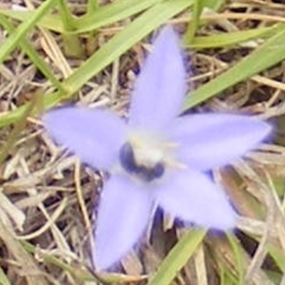 Apiformes (informal group) (Unidentified bee) at Black Street Grasslands to Stirling Ridge - 25 Jan 2024 by MichaelMulvaney