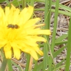 Apiformes (informal group) at Yarralumla Grassland (YGW) - 25 Jan 2024