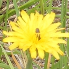 Apiformes (informal group) at Yarralumla Grassland (YGW) - 25 Jan 2024