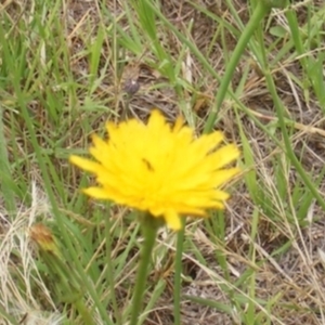 Dasytinae (subfamily) at Yarralumla Grassland (YGW) - 25 Jan 2024