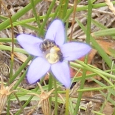 Apiformes (informal group) (Unidentified bee) at Yarralumla Grassland (YGW) - 25 Jan 2024 by MichaelMulvaney