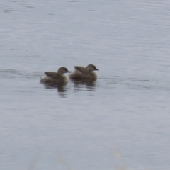 Poliocephalus poliocephalus (Hoary-headed Grebe) at Lanyon - northern section A.C.T. - 25 Jan 2024 by RodDeb