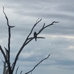 Aquila audax at Mount Painter - 25 Jan 2024 04:36 PM