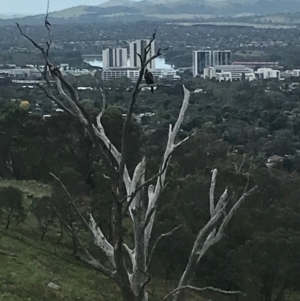 Aquila audax at Mount Painter - 25 Jan 2024 04:36 PM