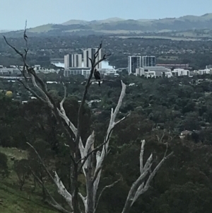 Aquila audax at Mount Painter - 25 Jan 2024 04:36 PM