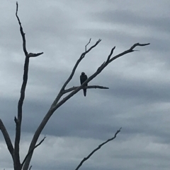 Aquila audax at Mount Painter - 25 Jan 2024 04:36 PM