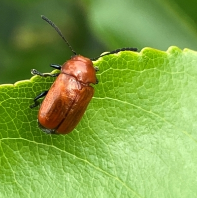 Aporocera (Aporocera) haematodes (A case bearing leaf beetle) at Molonglo River Reserve - 25 Jan 2024 by SteveBorkowskis