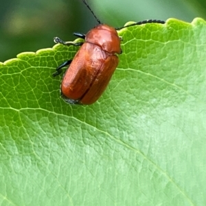 Aporocera (Aporocera) haematodes at Kama - 25 Jan 2024 11:01 AM