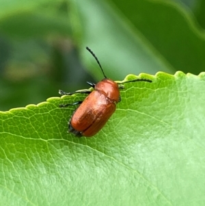 Aporocera (Aporocera) haematodes at Kama - 25 Jan 2024 11:01 AM