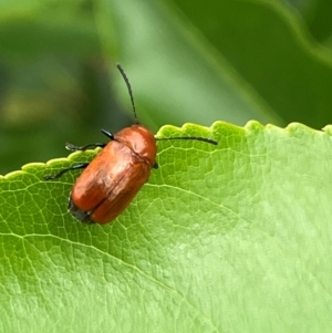 Aporocera (Aporocera) haematodes at Kama - 25 Jan 2024