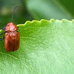 Aporocera (Aporocera) haematodes at Kama - 25 Jan 2024