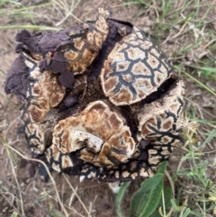 Calvatia cyathiformis at Molonglo River Reserve - 24 Jan 2024 by SteveBorkowskis