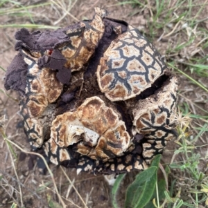 Calvatia cyathiformis at Molonglo River Reserve - 25 Jan 2024