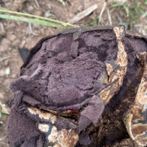 Calvatia cyathiformis at Molonglo River Reserve - 25 Jan 2024