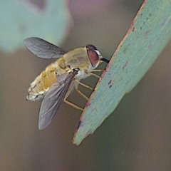 Trichophthalma sp. (genus) (Tangle-vein fly) at Goorooyarroo NR (ACT) - 20 Jan 2024 by betchern0t