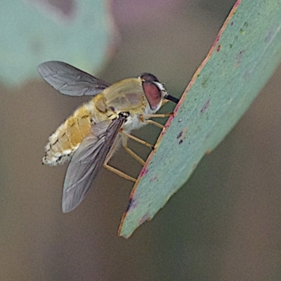 Trichophthalma sp. (genus) (Tangle-vein fly) at Goorooyarroo NR (ACT) - 20 Jan 2024 by betchern0t