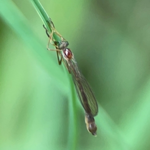 Leptogaster sp. at Surf Beach, NSW - 25 Jan 2024 03:38 PM