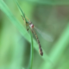 Leptogaster sp. at Surf Beach, NSW - 25 Jan 2024 03:38 PM