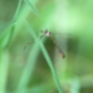 Leptogaster sp. at Surf Beach, NSW - 25 Jan 2024 03:38 PM