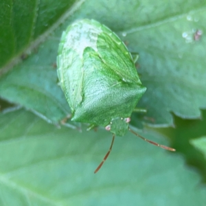 Cuspicona simplex at Surf Beach, NSW - 25 Jan 2024 03:43 PM