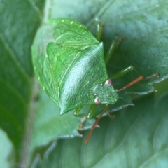Cuspicona simplex at Surf Beach, NSW - 25 Jan 2024 03:43 PM
