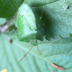 Cuspicona simplex at Surf Beach, NSW - 25 Jan 2024 03:43 PM