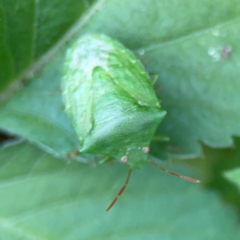 Cuspicona simplex at Surf Beach, NSW - 25 Jan 2024 03:43 PM