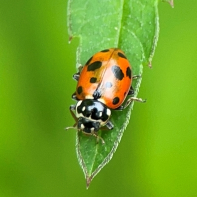 Hippodamia variegata (Spotted Amber Ladybird) at Surf Beach, NSW - 25 Jan 2024 by Hejor1