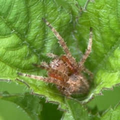 Araneus hamiltoni at Surf Beach, NSW - 25 Jan 2024 by Hejor1