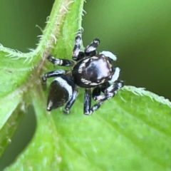 Maratus scutulatus (A jumping spider) at Surf Beach, NSW - 25 Jan 2024 by Hejor1