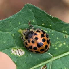 Epilachna vigintioctopunctata (28-spotted potato ladybird or Hadda beetle) at Surf Beach, NSW - 25 Jan 2024 by Hejor1