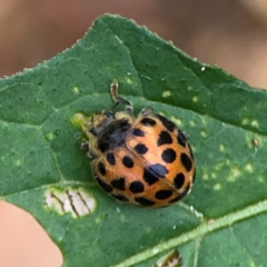 Henosepilachna vigintioctopunctata (28-spotted potato ladybird or Hadda beetle) at Surf Beach, NSW - 25 Jan 2024 by Hejor1