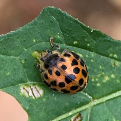 Henosepilachna vigintioctopunctata (28-spotted potato ladybird or Hadda beetle) at Surf Beach, NSW - 25 Jan 2024 by Hejor1